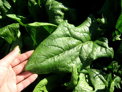 (3.0g) 95% Gaea's Blessing Seeds - Spinach Seeds - Giant Winter Spinach Non-GMO Seeds with Easy to Follow Planting