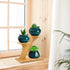 XXXFLOWER 3 Tiers Bamboo Plant Stand, Indoor Succulent Windowsill Shelf - Small Tabletop Plant Holder for Home