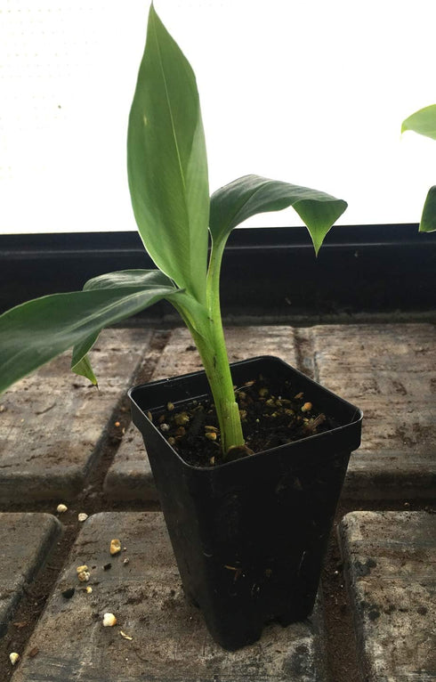 LEGENDARY-YES Grand Nain Chiquita Banana Tree - Live Dwarf Banana Plant