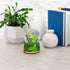 Elanze Designs Playful Green Tree Frog Tabletop Figurine, 100MM Glitter Water Wind Up Musical Snow Globe