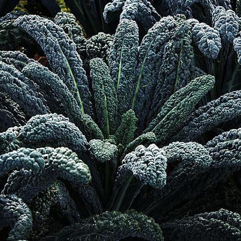 2 Black Magic Dinosaur Kale Seeds - Feet Long Leaves