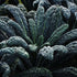 2 Black Magic Dinosaur Kale Seeds - Feet Long Leaves
