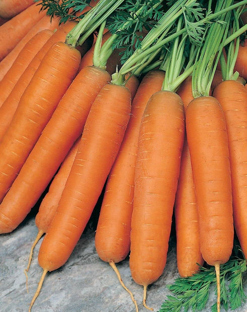 Generic 3000 5+ Scarlet Nantes Carrot Seeds for Planting Organic Heirloom Non-GMO Grams Garden Vegetable Bulk Survival