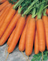 Generic 3000 5+ Scarlet Nantes Carrot Seeds for Planting Organic Heirloom Non-GMO Grams Garden Vegetable Bulk Survival
