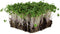 Waltham 29 Broccoli Seeds | Non-GMO Bulk Heirloom Broccoli Seeds for Sprouting,