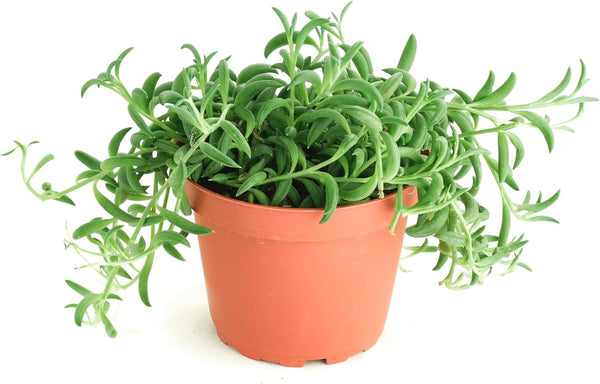 Shop Succulents String of Bananas Hanging Succulent, Senecio Radicans, Fully Rooted Live