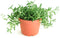 Shop Succulents String of Bananas Hanging Succulent, Senecio Radicans, Fully Rooted Live