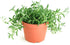 Shop Succulents String of Bananas Hanging Succulent, Senecio Radicans, Fully Rooted Live