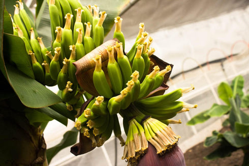 KIRA SEEDS Seeds Banana Tree - Ornamental Annual Flowers for Planting - GMO Free