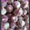 Garlic Bulbs Whole, Early Purple Italian Garlic Bulbs, 12 Bulbs, This Garlic