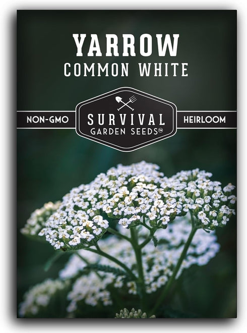 White Yarrow Seeds for Planting - 1 Packet with Instructions to Grow Beneficial Flowering Herbs - Non-GMO Heirloom