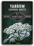 White Yarrow Seeds for Planting - 1 Packet with Instructions to Grow Beneficial Flowering Herbs - Non-GMO Heirloom