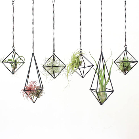 SZRUIZFZ Black Metal Air Plant Hanger, Tillandsia Air Plants Holders Unique, Modern Air