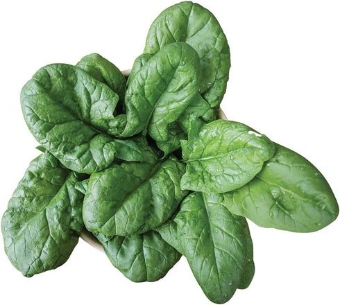 Burpee Persius Spinach Seeds 250 seeds