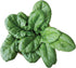 Burpee Persius Spinach Seeds 250 seeds