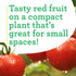 19.3 oz., 4-Pack Bonnie Plants Patio Tomato, Live Plant