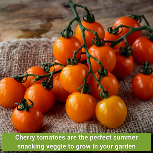 Sow Right Seeds - Cherry Tomato Seed Collection for Planting - Black, Large Red, White, Orange, Bi-Color Cherry