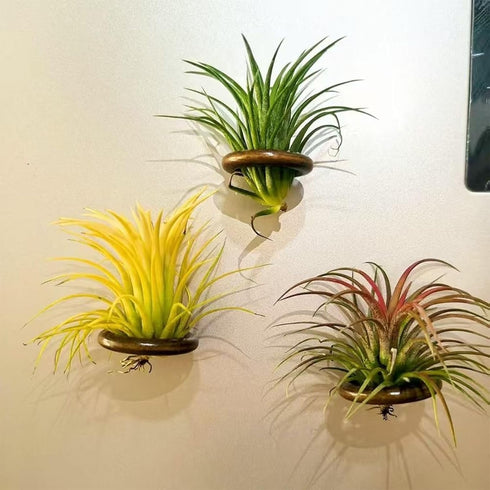 Lucciuky 6 Pcs Air Plant Holder Magnet - Brown Small Air Plant Display Stand Air Plant Hanging Plant Wall Mount Holder