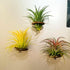Lucciuky 6 Pcs Air Plant Holder Magnet - Brown Small Air Plant Display Stand Air Plant Hanging Plant Wall Mount Holder