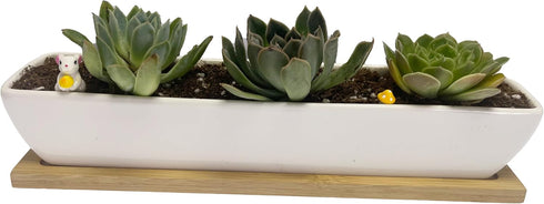 White Succulent Planter Pot,2 Set 11.1x2.36x1.77inch Long Rectangular Modern Minimalist Ceramic with Saucer for Office,Desk,Window. by Kipokalor