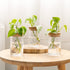 3 Dahey Plant Propagation Terrarium Desktop Glass Planter Station Water Planting Glass Vase with Lid and Wooden Stand