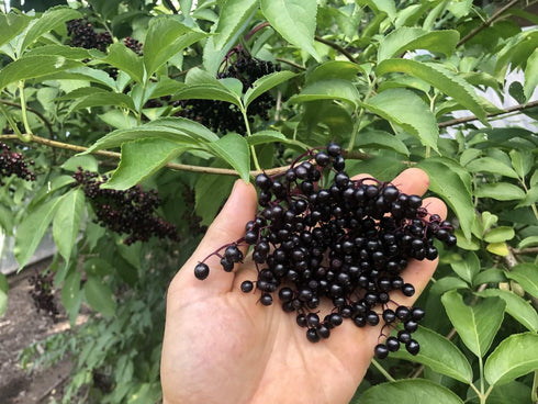 90% Gaea's Blessing Seeds - Elderberry Seeds - American Black Elderberry Heirloom - Non-GMO Seeds with Easy to Follow