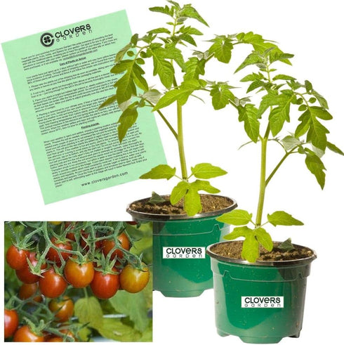 Clovers Garden Grape Tomato Plants Two (2) Live Plants Non-GMO - Not