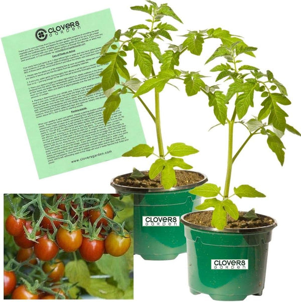 Clovers Garden Grape Tomato Plants Two (2) Live Plants Non-GMO - Not