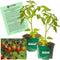 Clovers Garden Grape Tomato Plants Two (2) Live Plants Non-GMO - Not