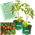Clovers Garden Grape Tomato Plants Two (2) Live Plants Non-GMO - Not