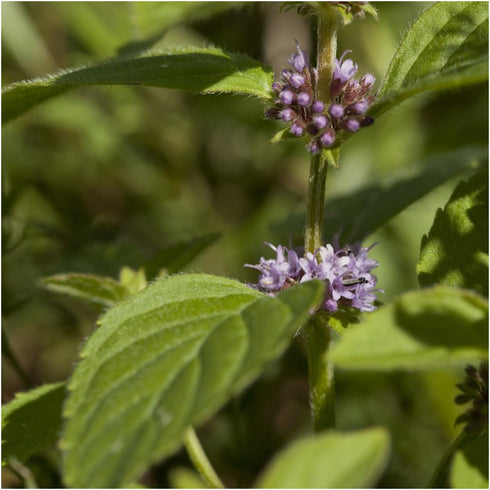 1,000 (1 Pack) Seed Needs, Pennyroyal Mint Seeds - Heirloom Seeds for Planting Mentha pulegium - Medicinal Herb Non-GMO