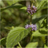 1,000 (1 Pack) Seed Needs, Pennyroyal Mint Seeds - Heirloom Seeds for Planting Mentha pulegium - Medicinal Herb Non-GMO