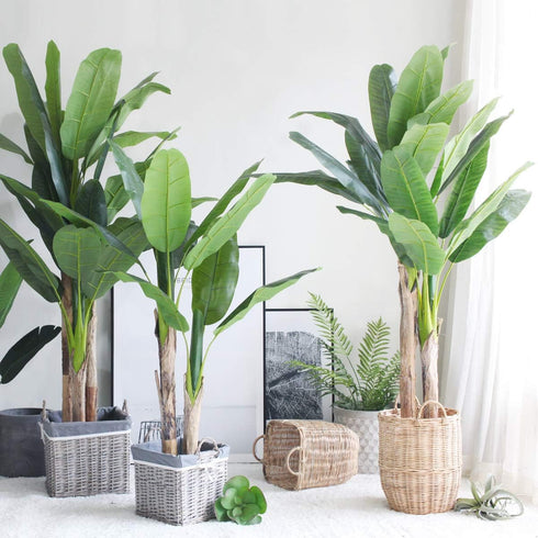 SeedsUA Seeds Indoor Ornamental Banana Tree Fruits for Planting Beatuful Flowers Non GMO