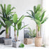 KIRA SEEDS Seeds Banana Tree - Ornamental Annual Flowers for Planting - GMO Free