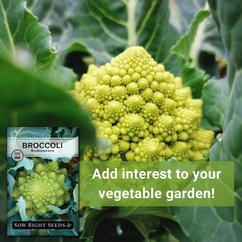Packet (4) Sow Right Seeds - Romanesco Broccoli Seeds for Planting - Non-GMO Heirloom with Instructions to Plant an