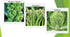 Apexmode 12 Premium Winter Vegetable Seeds for Planting Organic Non-GMO Heirloom Seeds Varieties: Radish, Pea