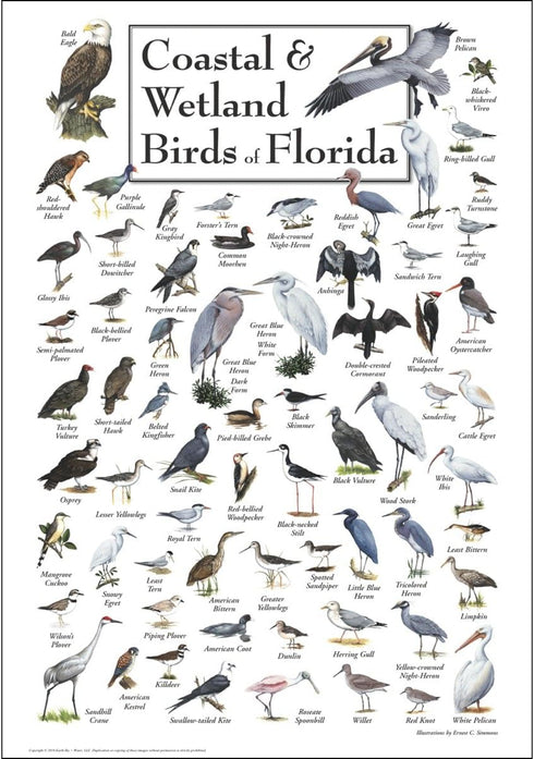 Earth Sky + Water - Coastal & Wetland Birds of Florida - Poster