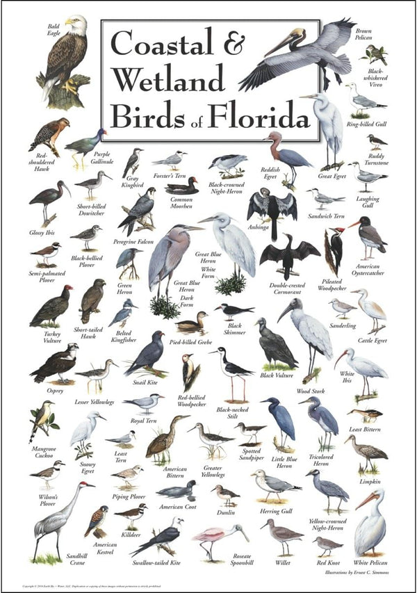 Earth Sky + Water - Coastal & Wetland Birds of Florida - Poster