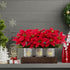 HEMYLU Poinsettias Artificial Christmas Flowers with LED Lights, Red Xmas Table Centerpiece in Pots and Wood Box