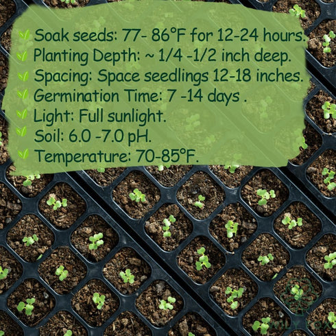 100 Summer Premium Malabar Spinach Seeds - Heirloom, Non-GMO Seeds for Planting Easy-to-Grow Climbing Vegetable, Fast