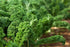 1 Food to Live - Kale Seeds, Pound - Great for Sprouting and Planting, High Germination Rate, Non-Irradiated, Kosher