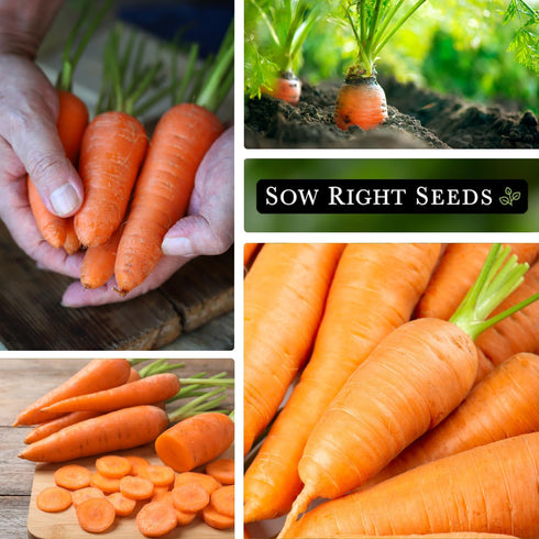 Packet (4) Sow Right Seeds - Kuroda Carrot Seeds for Planting - Non-GMO Heirloom with Instructions to Plant a Home
