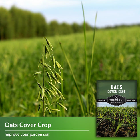 3 Packets Survival Garden Seeds Oats Cover Crop Seed for Planting - with Instructions to Plant & Grow High Yielding