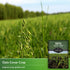 3 Packets Survival Garden Seeds Oats Cover Crop Seed for Planting - with Instructions to Plant & Grow High Yielding