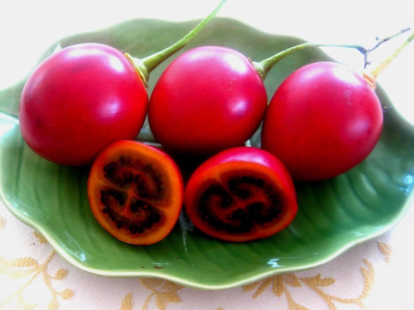 Tamarillo, (Tree Tomato), Cyphomandra Betacea, Tree 10 Seeds (Edible Fruit)