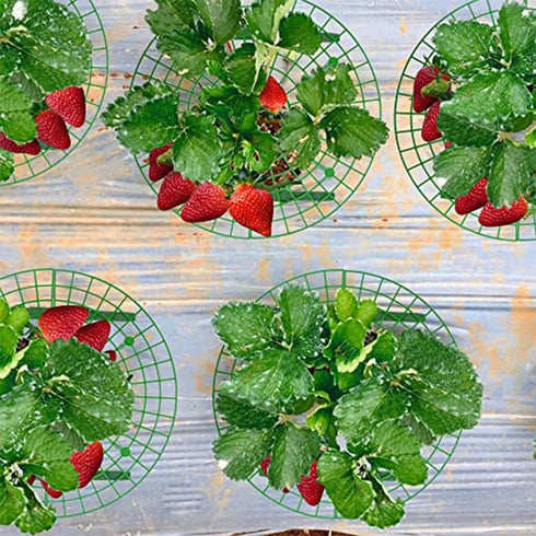 Iceyyyy 5 Pack 4 Strawberry Plant Support - Strawberry Growing Racks with Sturdy Legs - Strawberry Growing Frame Keep