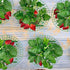 Iceyyyy 5 Pack 4 Strawberry Plant Support - Strawberry Growing Racks with Sturdy Legs - Strawberry Growing Frame Keep