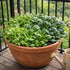 Sunutri Seeds 2500+ 9 Greens Seeds Collection, Seeds, Heirloom Varieties, Arugula, Beet, Upland Cress, Vates Collard