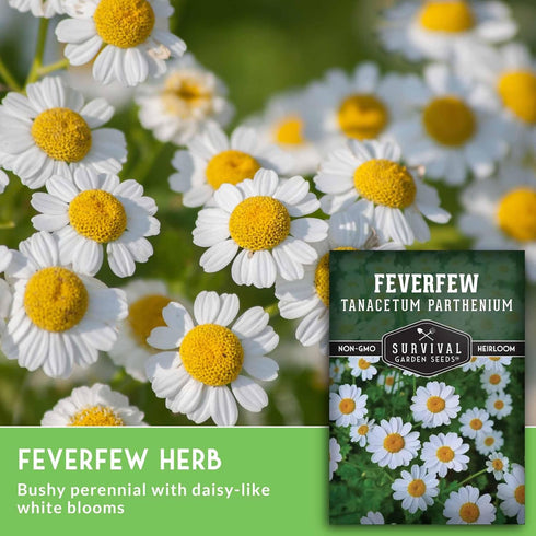 (1 Pack) Feverfew Seeds for Planting - Perennial Daisy-Like Flower Herb, Pollinator Friendly Garden, Easy to Grow