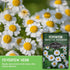 (1 Pack) Feverfew Seeds for Planting - Perennial Daisy-Like Flower Herb, Pollinator Friendly Garden, Easy to Grow